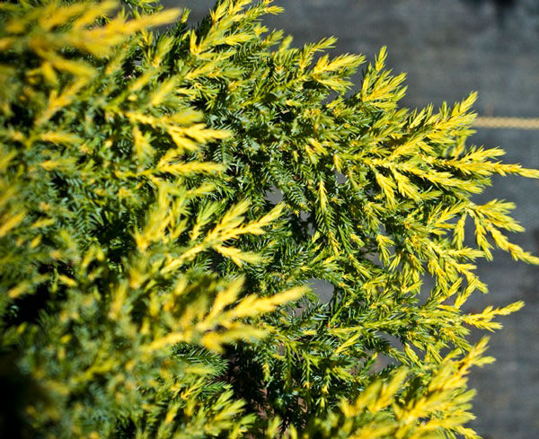 Можжевельник Дабс Фростед, Juniperus pf. 'Daub's Frosted' - Фото №3